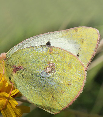 Gul Høsommerfugl, Colias hyale hun. Asnæs, Vestsjælland. d. 28 september 2014. Fotograf: Lars Andersen
