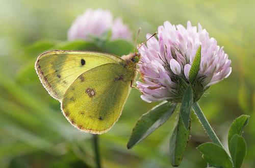 Gul Høsommerfugl, Colias hyale han. Asnæs, Vestsjælland. d. 28 september 2014. Fotograf: Lars Andersen