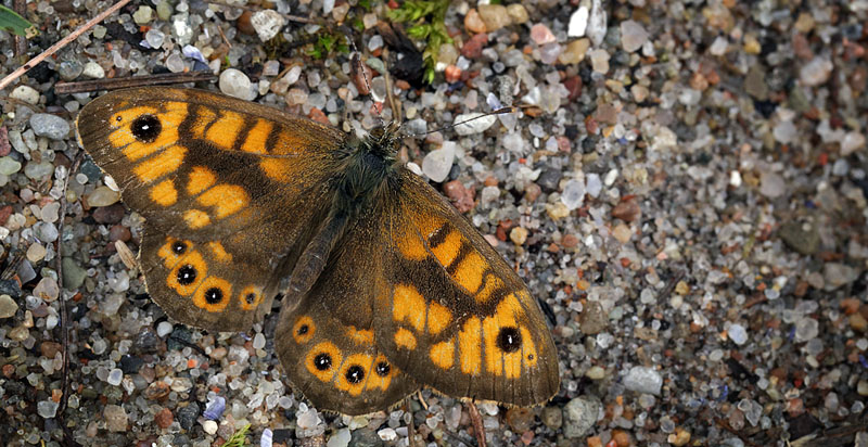 Vejrandje, Lasiommata megera han. Asns, Vestsjlland. d. 1 oktober 2014. Fotograf: Lars Andersen