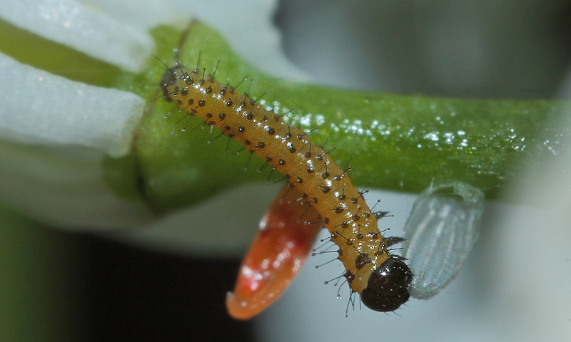 Aurora, Anthocharis cardamines larve som der sit tomme ggeskal p Lgkarse. Store Bgeskov ved Gyrstinge S d. 20 maj 2014. Fotograf; Lars Andersen