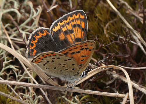 Sort Ildfugl, Lycaena tityrus hun. Bt Strand/Dige, Falster. 21 maj 2014. Fotograf: Lars Andersen