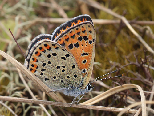 Sort Ildfugl, Lycaena tityrus hun. Bt Strand/Dige, Falster. 21 maj 2014. Fotograf: Lars Andersen