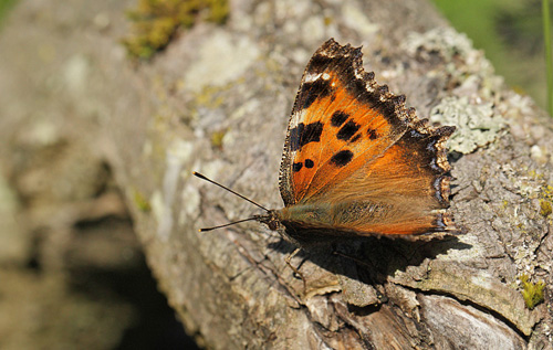 Østlig Takvinge, Nymphalis xanthomelas han. Pinseskoven, Vestamager d. 10 juli 2014. Fotograf: Lars Andersen