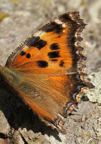 stlig Takvinge, Nymphalis xanthomelas han. Pinseskoven, Vestamager d. 10 juli 2014. Fotograf:  Lars Andersen