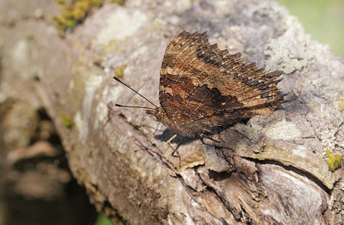 Østlig Takvinge, Nymphalis xanthomelas han. Pinseskoven, Vestamager d. 10 juli 2014. Fotograf: Lars Andersen