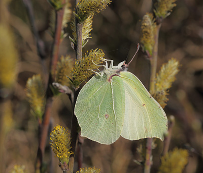 Citronsommerfugl, Gonepteryx rhamni hun. Melby Overdrev d. 19 april 2014. Fotograf; Lars Andersen