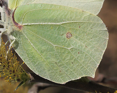 Citronsommerfugl, Gonepteryx rhamni hun. Melby Overdrev d. 19 april 2014. Fotograf; Lars Andersen