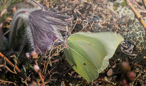 Citronsommerfugl, Gonepteryx rhamni hun. Melby Overdrev d. 19 april 2014. Fotograf; Lars Andersen