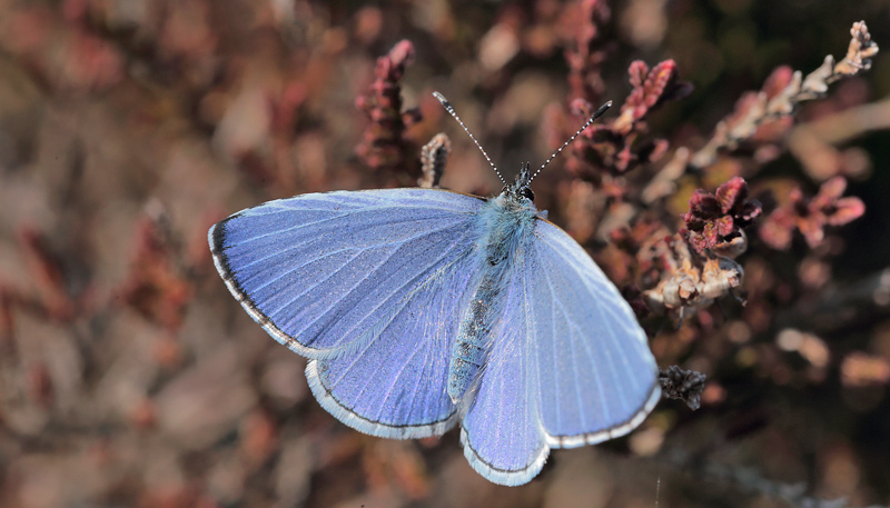 Skovblfugl, Celastrina argiolus. Melby Overdrev d. 19 April 2014. Fotograf; Lars Andersen