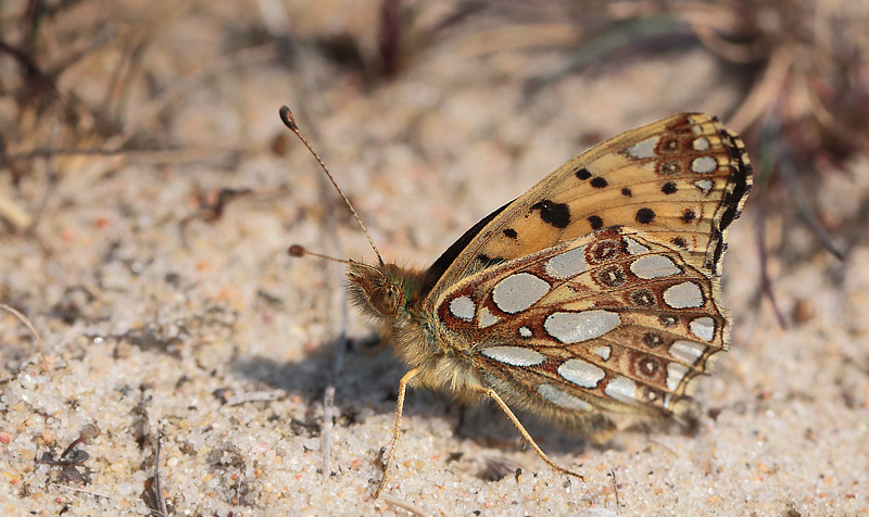 Storplettet Perlemorsommerfugl, Issoria lathonia han. Melby Overdrev d. 27 april  2014. Fotograf: Lars Andersen