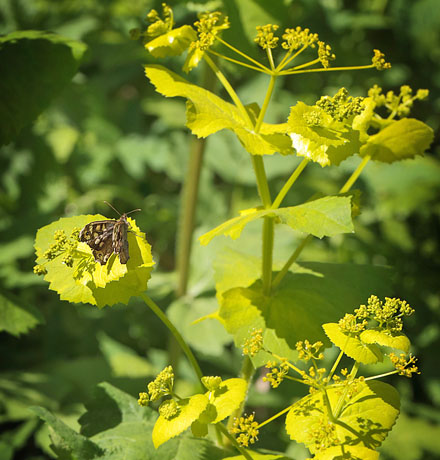 Skovrandje, Pararge aegeria sidder p Lundgylden, Smyrnium perfoliatum. Amager Flled d. 3 maj 2014. Fotograf: Lars Andersen