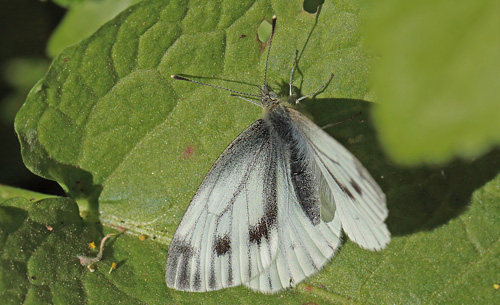 Grønåret Kålsommerfugl, Pieris napi hun. Amager Fælled d. 3 maj 2014. Fotograf; Lars Andersen