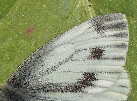 Grnret Klsommerfugl, Pieris napi hun. Amager Flled d. 3 maj 2014. Fotograf; Lars Andersen