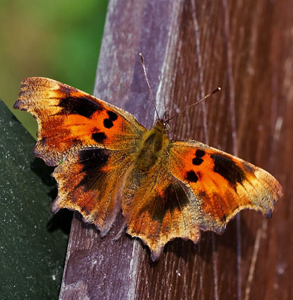 Det hvide C, Polygonia c-album, en sjælden aberration: suffusa Frohawk, 1938. Hesselholm, Køge d. 17/7 2014. Fotograf; Knud Ellegaard