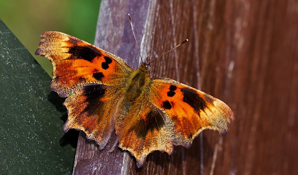 Det hvide C, Polygonia c-album, en sjlden aberration: suffusa Frohawk, 1938. Hesselholm, Kge d. 17/7 2014. Fotograf; Knud Ellegaard