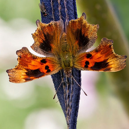 Det hvide C, Polygonia c-album, en sjælden aberration: suffusa Frohawk, 1938. Hesselholm, Køge d. 17/7 2014. Fotograf; Knud Ellegaard