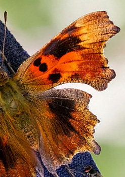 Det hvide C, Polygonia c-album, en sjælden aberration: suffusa Frohawk, 1938. Hesselholm, Køge d. 17/7 2014. Fotograf; Knud Ellegaard