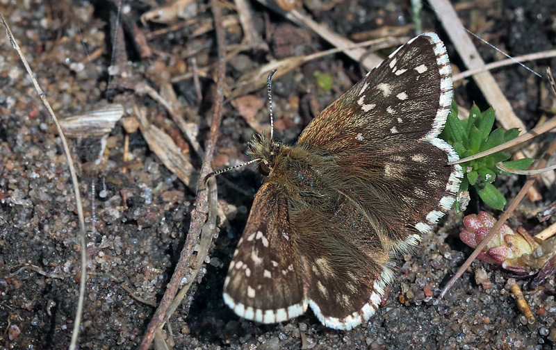 Fransk Bredpande, Pyrgus armoricanus hun. Rsns, Vestsjlland. d. 7 Maj 2014. Fotograf: Lars Andersen