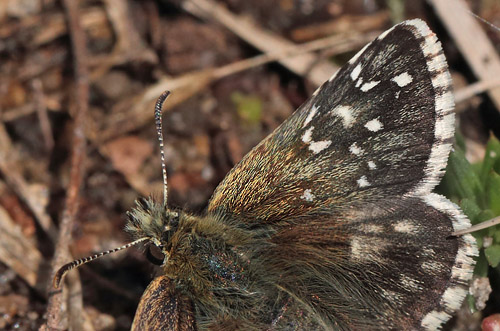 Fransk Bredpande, Pyrgus armoricanus hun. Rsns, Vestsjlland. d. 7 Maj 2014. Fotograf: Lars Andersen