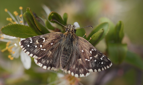 Fransk Bredpande, Pyrgus armoricanus hun. Rsns, Vestsjlland. d. 7 Maj 2014. Fotograf: Lars Andersen