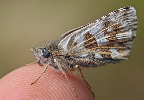 Fransk Bredpande, Pyrgus armoricanus hun. Rsns, Vestsjlland. d. 7 Maj 2014. Fotograf: Lars Andersen