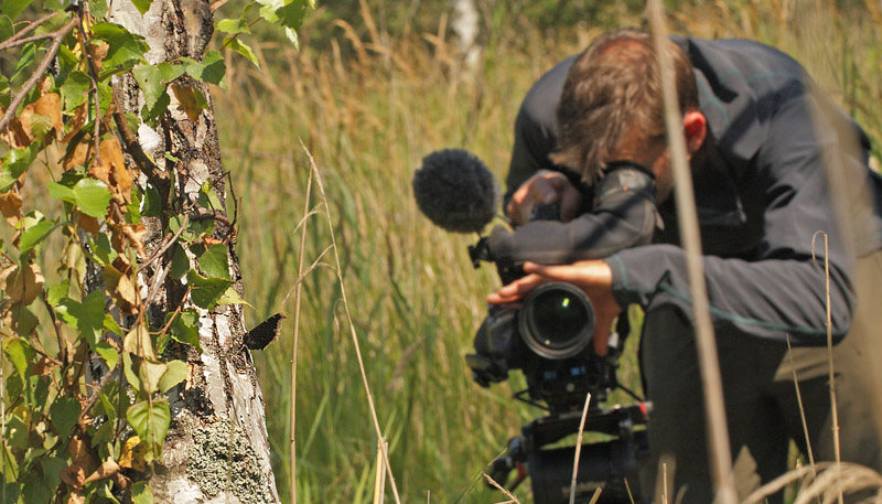 Camberwell Beauty in Pinseskoven, Denmark 8th August 2014. Photographer; Lars Andersen