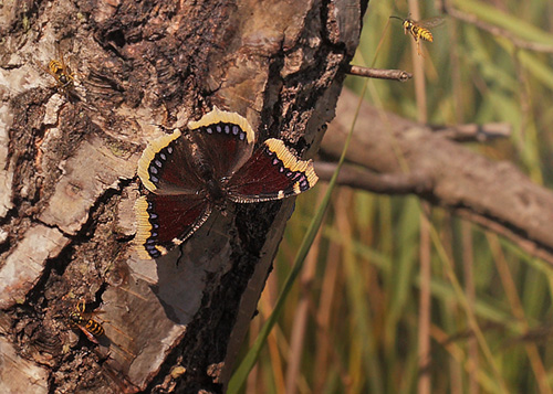 Camberwell Beauty in Pinseskoven, Denmark 8th August 2014. Photographer; Lars Andersen