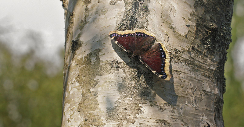 Camberwell Beauty in Pinseskoven, Denmark 8th August 2014. Photograpjher; Lars Andersen