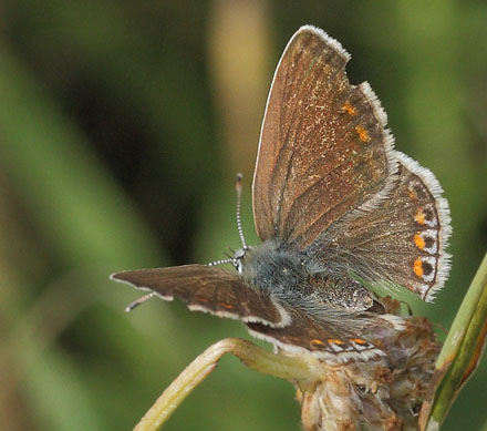 Almindelig Blfugl, Polyommatus icarus slidt hun.  Lynetten, Refshaleen, Kbenhavn d. 13 august 2014. Fotograf: Lars Andersen