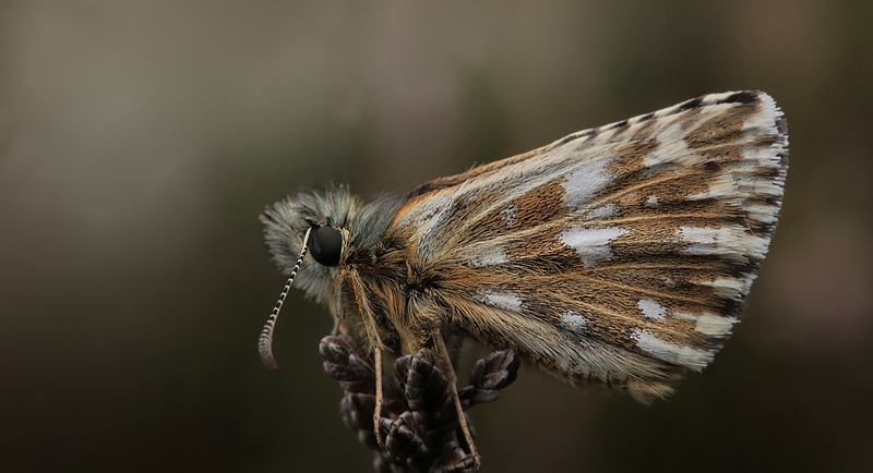 Spttet Bredpande, Pyrgus malvae hun. Melby Overdrev, Nordsjlland. d. 10 Maj 2014. Fotograf: Lars Andersen