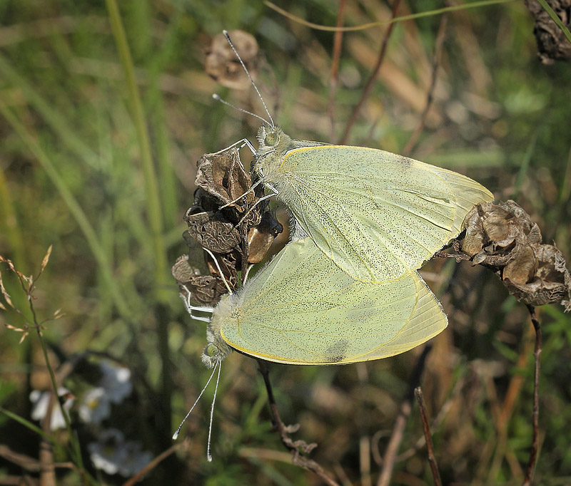 Stor Klsommerfugl, Pieris brassicae parring. Bt Dige, Falster d. 28  august 2014. Fotograf, Lars Andersen