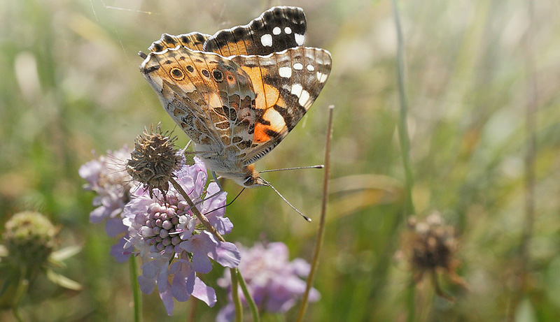 Tidselsommerfugl, Vanessa cardui. Bt Dige ved Bt Plantage d. 28 august 2014. Fotograf Lars Andersen