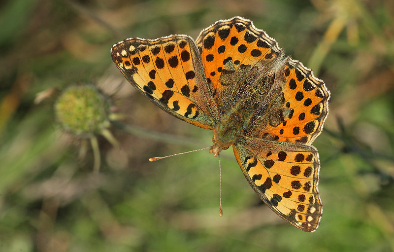 Storplettet Perlemorsommerfugl, Issoria lathonia hun. Bt Dige d. 28 august  2014. Fotograf: Lars Andersen