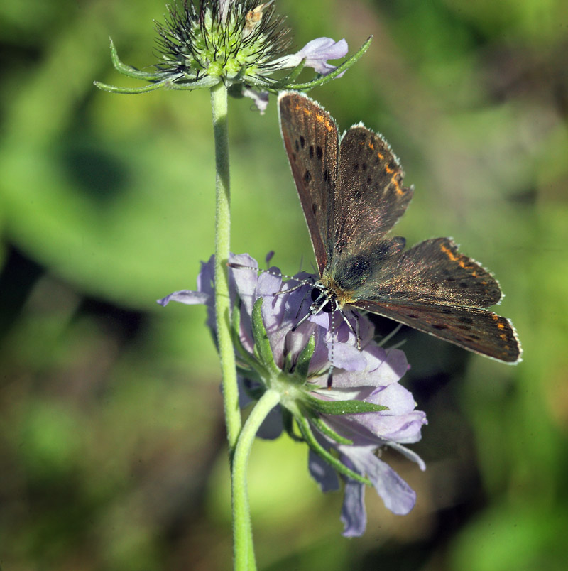 Sort Ildfugl, Lycaena tityrus. han. Bt Dige ved Bt Plantage. Falster d. 28 august 2014. Fotograf: Lars Andersen 