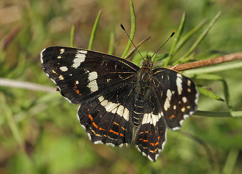 Nldesommerfugl, Araschina levana hun. Bt Dige ved Bt Plantage d. 28 august 2014. Fotograf Lars Andersen