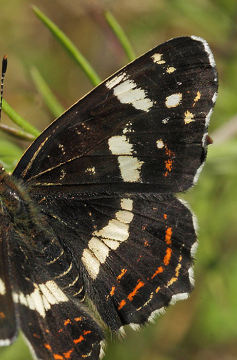 Nldesommerfugl, Araschina levana hun. Bt Dige ved Bt Plantage d. 28 august 2014. Fotograf Lars Andersen