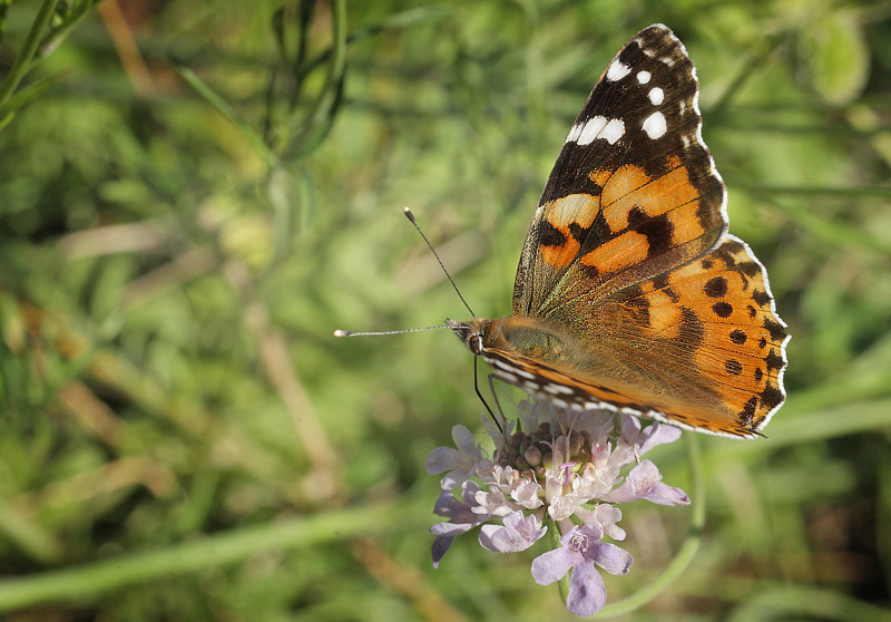 Tidselsommerfugl, Vanessa cardui. Bt Dige ved Bt Plantage d. 28 august 2014. Fotograf Lars Andersen