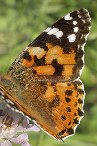 Tidselsommerfugl, Vanessa cardui. Bt Dige ved Bt Plantage d. 28 august 2014. Fotograf Lars Andersen