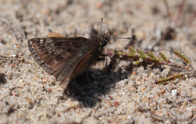 Grbndet Bredpande, Erynnis tages han. Melby Overdrev, Nordsjlland. d. 16 Maj 2014. Fotograf: Lars Andersen