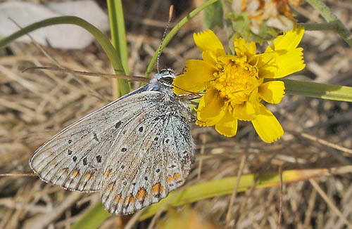 Almindelig Blåfugl, Polyommatus icarus slidt han. Bøtø Dige ved Bøtø Plantage d. 28 august 2014. Fotograf: Lars Andersen