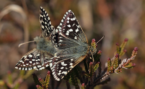 Spttet Bredpande, Pyrgus malvae parring. Melby Overdrev, Nordsjlland. d. 16 Maj 2014. Fotograf: Lars Andersen