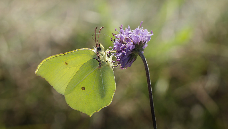 Citronsommerfugl, Gonepteryx rhamni han. Melby Overdrev d. 2 september 2014. Fotograf; Lars Andersen