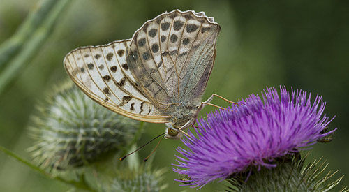 Smut-igennem (Næstved, Sjælland) d. 16 juli 2014. Fotograf; Heine Skjerning