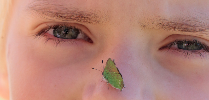 Grøn Busksommerfugl, Callophrys rubi. Melby Overdrev, Nordsjælland. d. 17 Maj 2014. Fotograf: Lars Andersen
