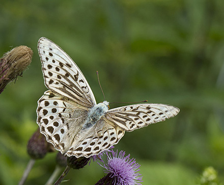 Smut-igennem (Næstved, Sjælland) d. 16 juli 2014. Fotograf; Heine Skjerning