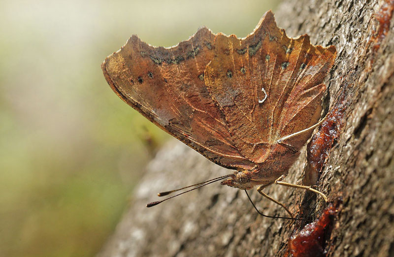 Det Hvide C, Polygonia c-album f. hutchinsoni hun. Arenakke d. 3 september 2014. Fotograf; Lars Andersen