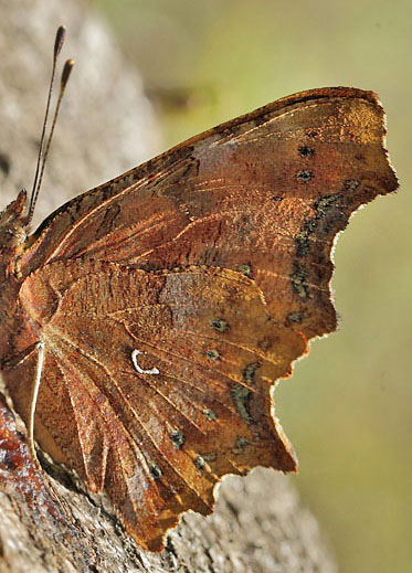 Det Hvide C, Polygonia c-album f. hutchinsoni hun. Arenakke d. 3 september 2014. Fotograf; Lars Andersen