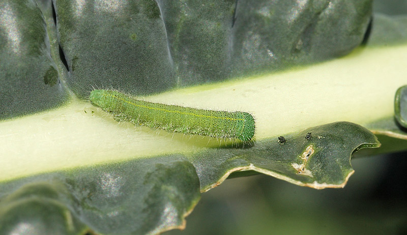 Indficeret Lille Klsommerfugle larve. Klmark. Hegnstrup, Nordsjlland d. 4 September 2014. Fotograf, Lars Andersen