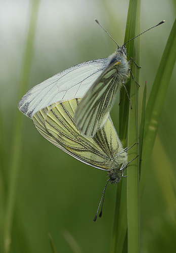 Grønåret Kålsommerfugl, Pieris napi parring. Tårnby, Koklapperne d. 19 maj 2014. Fotograf; Lars Andersen