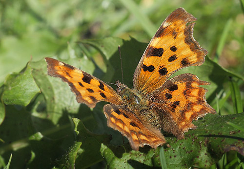 Det Hvide C, Polygonia c-album f. hutchinsoni hun. Hegnstrup, Slangerup d. 4 september 2014. Fotograf; Lars Andersen